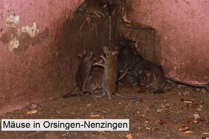 Mäuse in Orsingen-Nenzingen